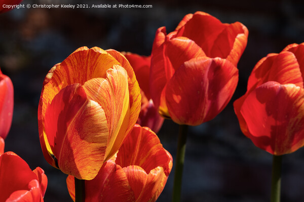 Beautiful orange tulips Picture Board by Christopher Keeley