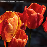 Buy canvas prints of Beautiful orange tulips by Christopher Keeley
