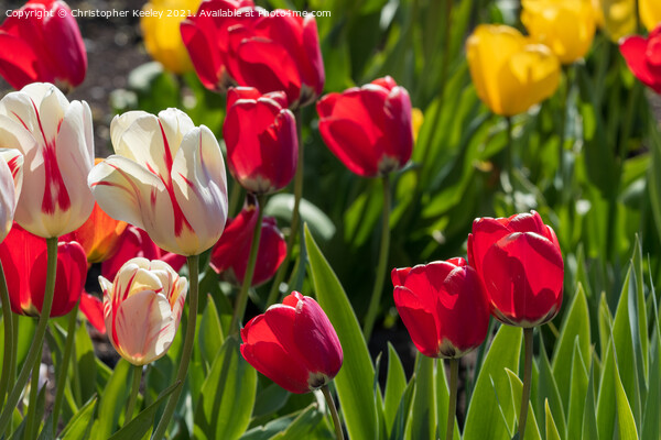 Colourful spring tulips Picture Board by Christopher Keeley
