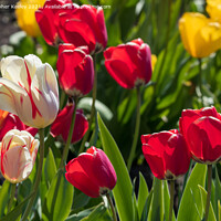 Buy canvas prints of Colourful spring tulips by Christopher Keeley