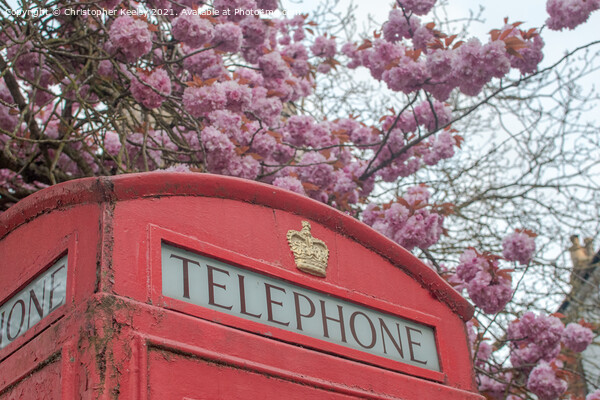 Blossom and telephone box Picture Board by Christopher Keeley
