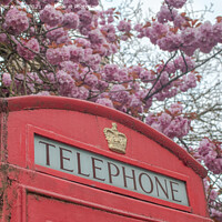 Buy canvas prints of Blossom and telephone box by Christopher Keeley