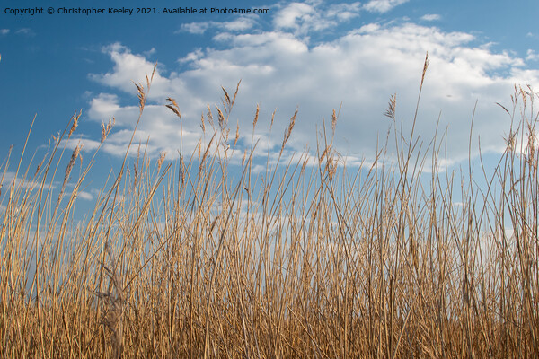 Reeds against a blue sky (Norfolk Broads) Picture Board by Christopher Keeley