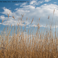 Buy canvas prints of Reeds against a blue sky (Norfolk Broads) by Christopher Keeley