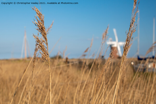 Horsey Windpump through the reeds Picture Board by Christopher Keeley