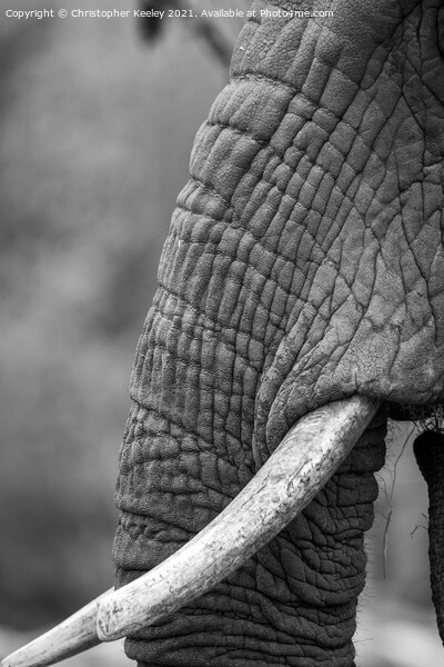 Black and white elephant trunk Picture Board by Christopher Keeley