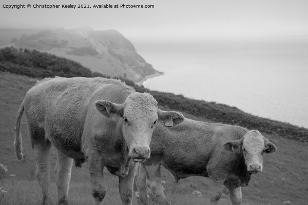 Cows on the Jurassic Coast Picture Board by Christopher Keeley