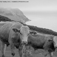 Buy canvas prints of Cows on the Jurassic Coast by Christopher Keeley