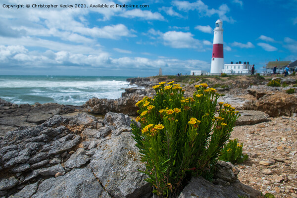 Portland Bill and flowers Picture Board by Christopher Keeley