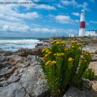 Buy canvas prints of Portland Bill and flowers by Christopher Keeley
