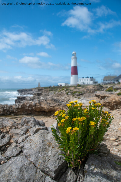 Flowers at Portland Bill Picture Board by Christopher Keeley
