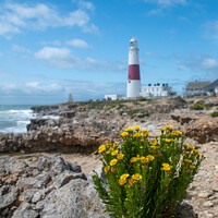 Buy canvas prints of Flowers at Portland Bill by Christopher Keeley