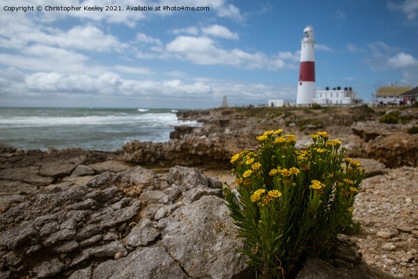 Portland Bill Lighthouse in summer Picture Board by Christopher Keeley