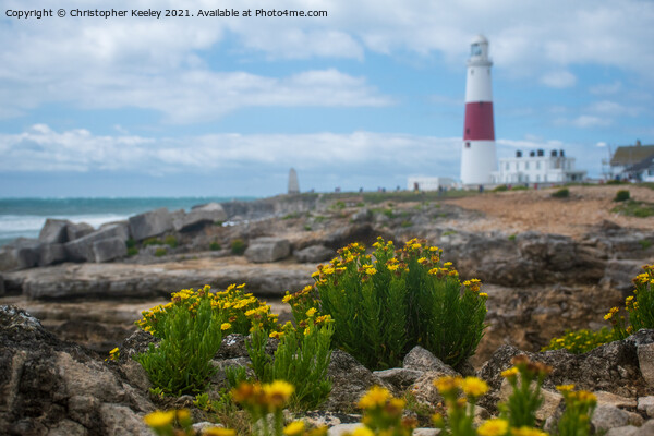 Flowers at Portland Bill Lighthouse Picture Board by Christopher Keeley