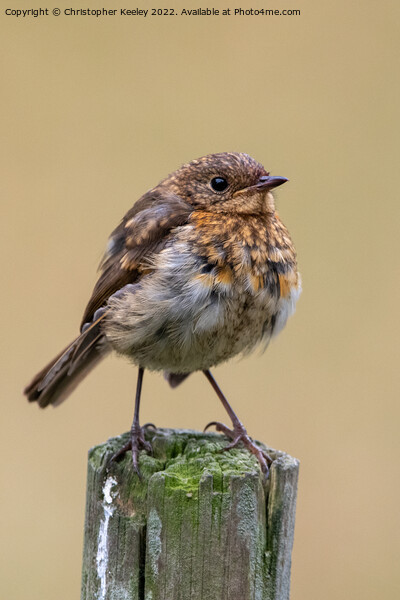 Juvenile robin on a post Picture Board by Christopher Keeley