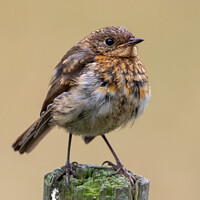 Buy canvas prints of Juvenile robin on a post by Christopher Keeley