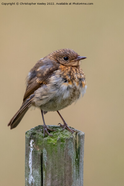 Juvenile robin  Picture Board by Christopher Keeley