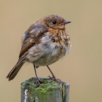 Buy canvas prints of Juvenile robin  by Christopher Keeley