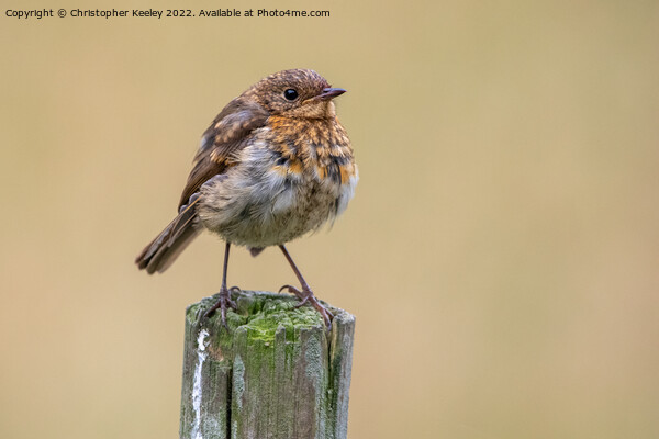 Juvenile robin Picture Board by Christopher Keeley