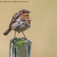 Buy canvas prints of Juvenile robin by Christopher Keeley