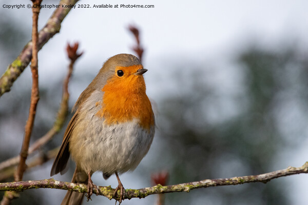 Robin redbreast perched in tree branches Picture Board by Christopher Keeley