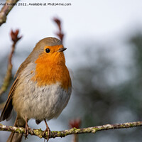 Buy canvas prints of Robin redbreast perched in tree branches by Christopher Keeley