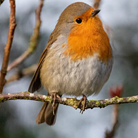 Buy canvas prints of Curious robin redbreast by Christopher Keeley