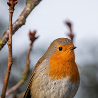 Buy canvas prints of Robin sat in a tree by Christopher Keeley