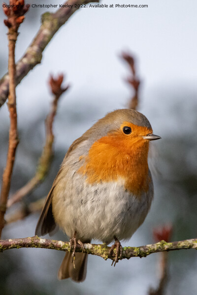 Robin perched in the branches Picture Board by Christopher Keeley