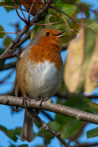 Singing robin redbreast Picture Board by Christopher Keeley