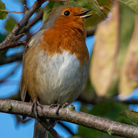 Buy canvas prints of Singing robin redbreast by Christopher Keeley