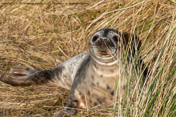 Young seal at Horsey Gap in Norfolk Picture Board by Christopher Keeley