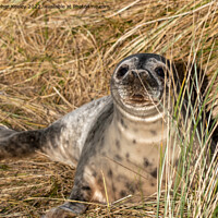 Buy canvas prints of Young seal at Horsey Gap in Norfolk by Christopher Keeley