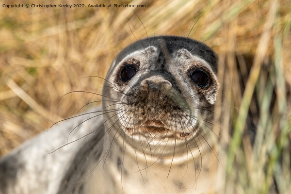 Horsey Gap seal pup Picture Board by Christopher Keeley