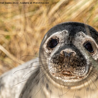 Buy canvas prints of Horsey Gap seal pup by Christopher Keeley