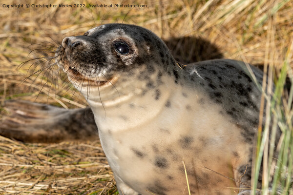 Smiling seal pup in the sandy dunes Picture Board by Christopher Keeley