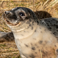 Buy canvas prints of Smiling seal pup in the sandy dunes by Christopher Keeley