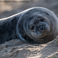 Buy canvas prints of Cute north Norfolk seal pup by Christopher Keeley