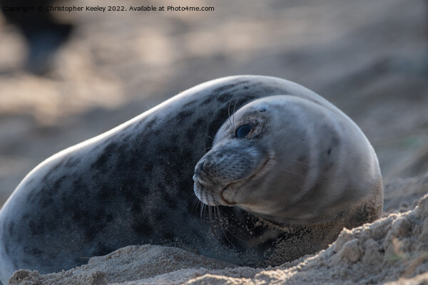 Resting north Norfolk seal pup Picture Board by Christopher Keeley