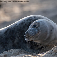 Buy canvas prints of Resting north Norfolk seal pup by Christopher Keeley