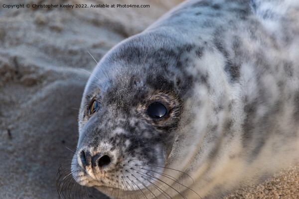 Grey seal pup up close Picture Board by Christopher Keeley