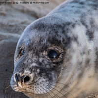 Buy canvas prints of Grey seal pup up close by Christopher Keeley