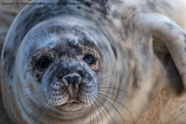 North Norfolk grey seal pup portrait Picture Board by Christopher Keeley