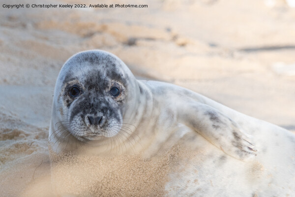 Norfolk seal laying on beach Picture Board by Christopher Keeley