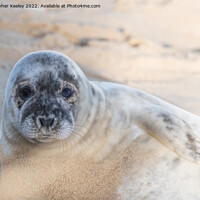 Buy canvas prints of Norfolk seal laying on beach by Christopher Keeley