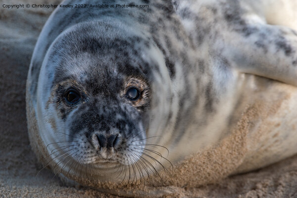 Horsey Gap seal pup Picture Board by Christopher Keeley