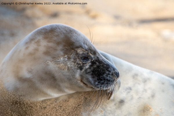 North Norfolk seal portrait Picture Board by Christopher Keeley