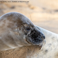 Buy canvas prints of North Norfolk seal portrait by Christopher Keeley