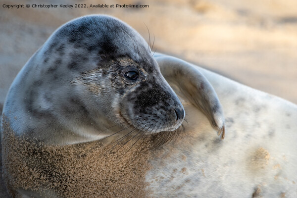 North Norfolk seal pup Picture Board by Christopher Keeley