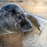 Buy canvas prints of North Norfolk seal pup by Christopher Keeley